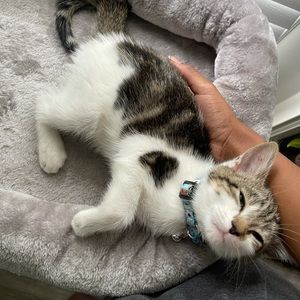 Meet your Posher, Acacia